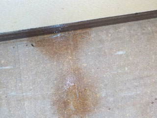 床の体液反応と、床材撤去後の床下梁材への体液反応