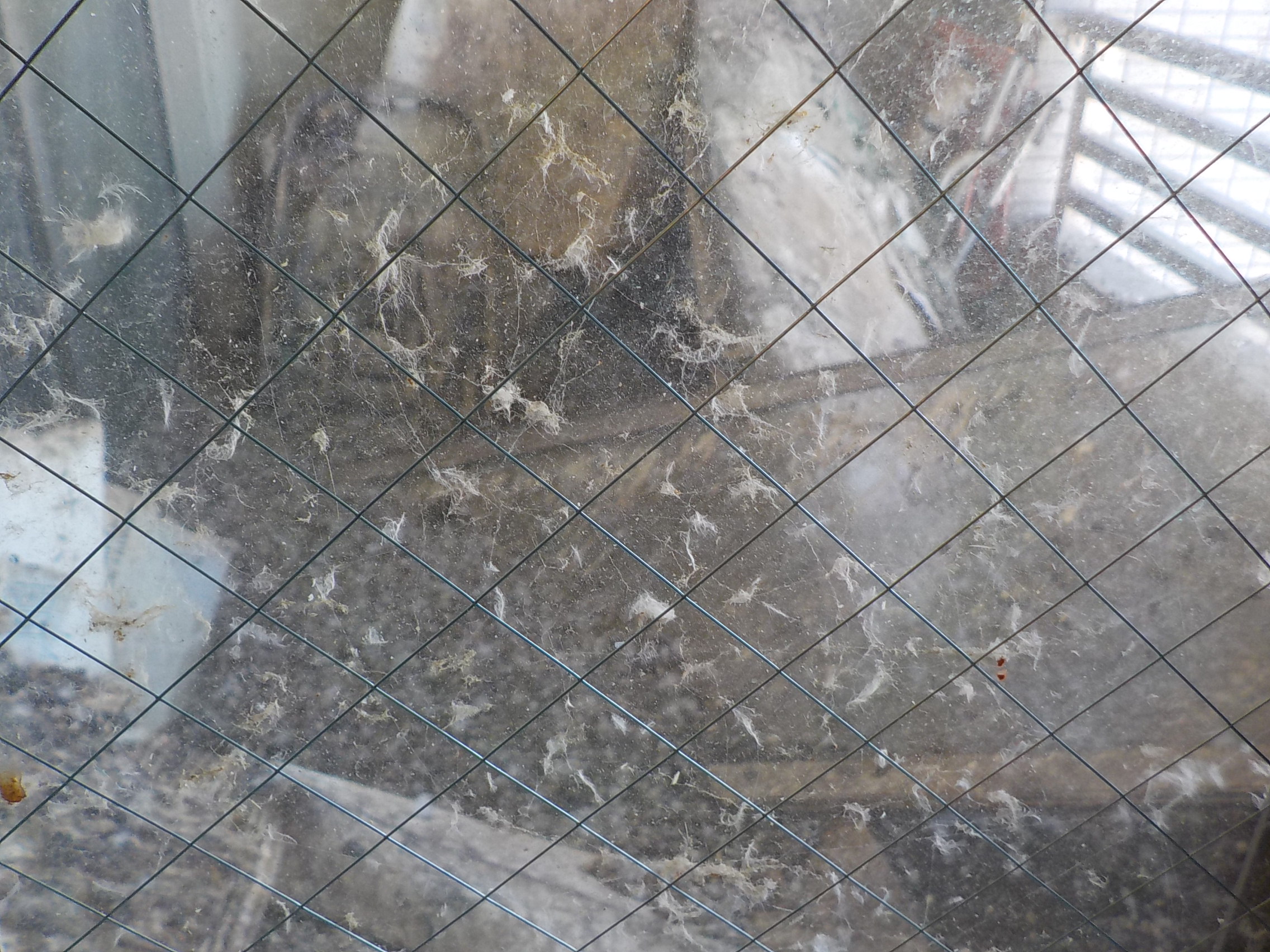 特殊清掃 鳩フン被害について ゴミ屋敷清掃 特殊清掃 こころテラス東海 愛知県 名古屋 三重県 岐阜県の東海エリア対応 特殊清掃 鳩フン被害について ゴミ屋敷清掃 特殊清掃 こころテラス東海 愛知県 名古屋 三重県 岐阜県の東海エリア対応