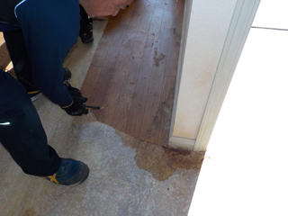 床材（CF）を剥がした際の床材裏と床の尿の浸み込み