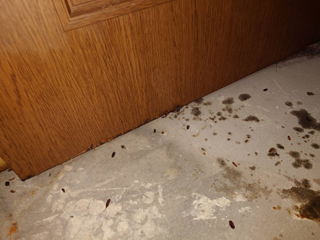 部屋１床下の汚染