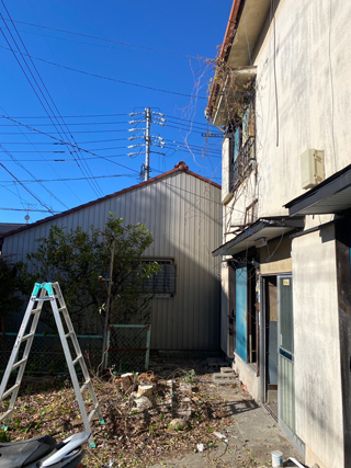 木の伐採のビフォア