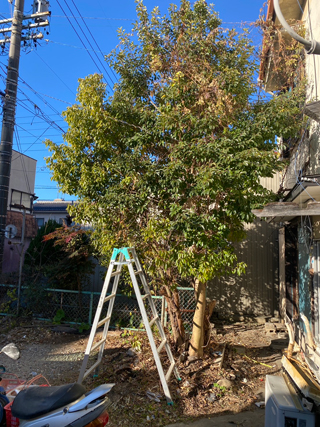 木の伐採のアフター